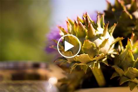LMU - 02 Artichoke Extracts: Lowering Glucose and Cholesterol with Antioxidant Effects to Prevent Atherosclerosis